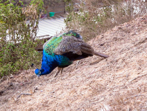 Peacock800